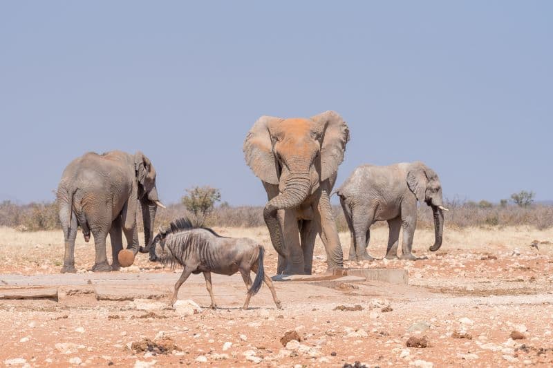 Damaraland Elephants