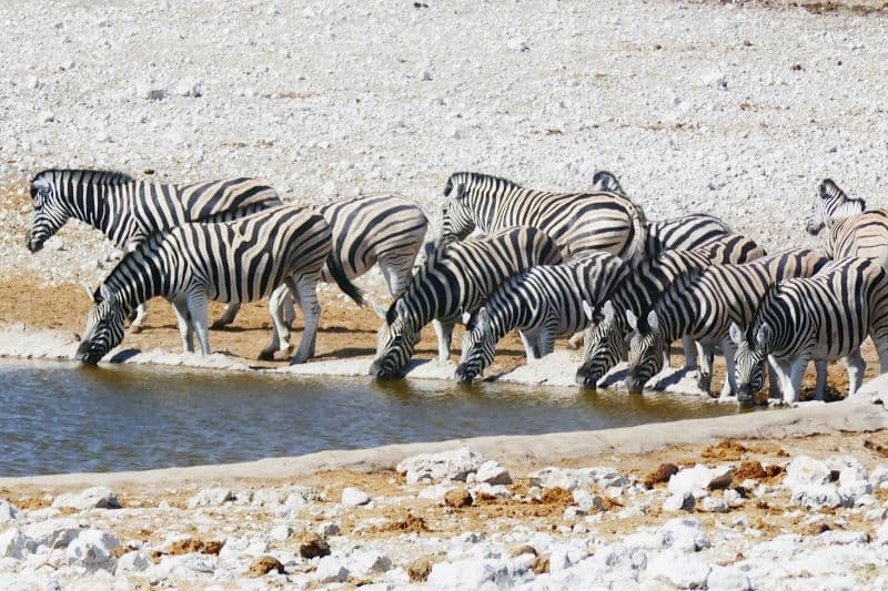 Etosha National Park