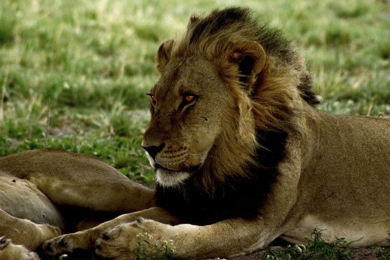 Kalahari