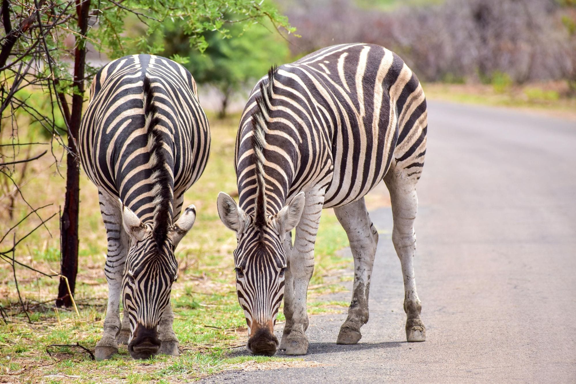 Two Zebras