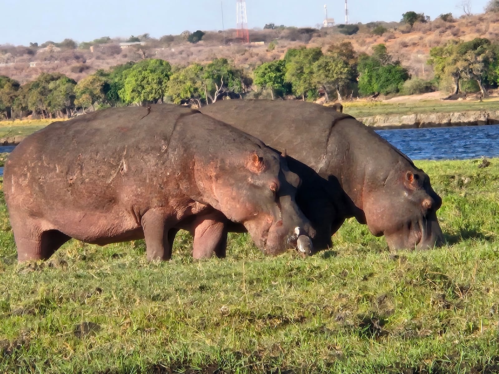 Photo of Hippopotami grazing.