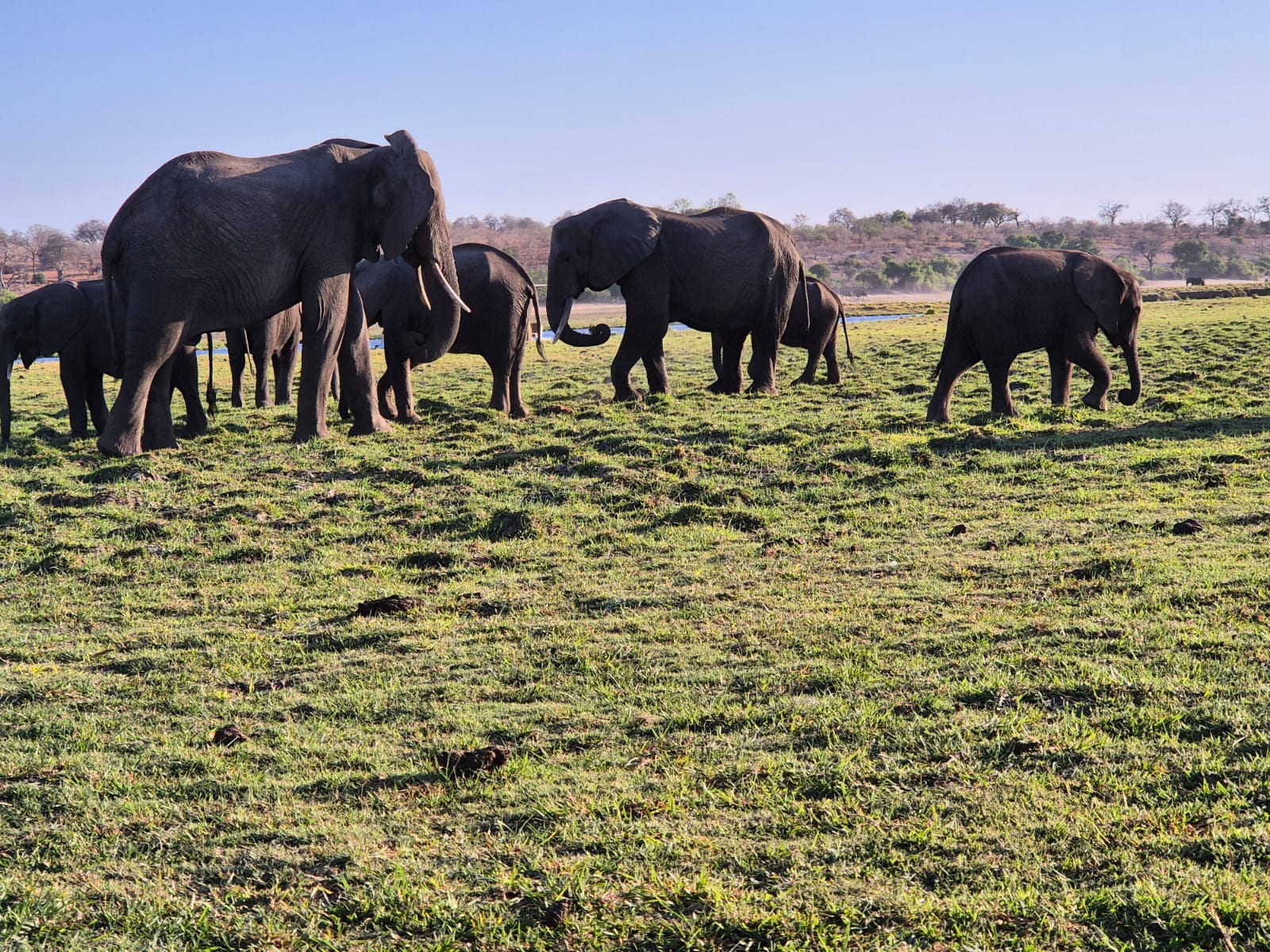 Photo of Elephants