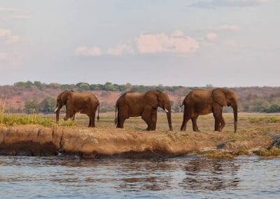 Three elephants
