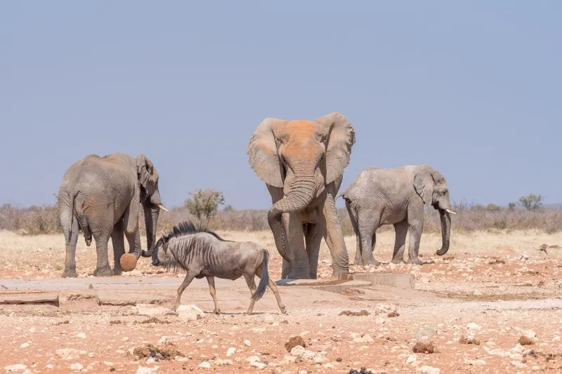 Damaraland Elephants
