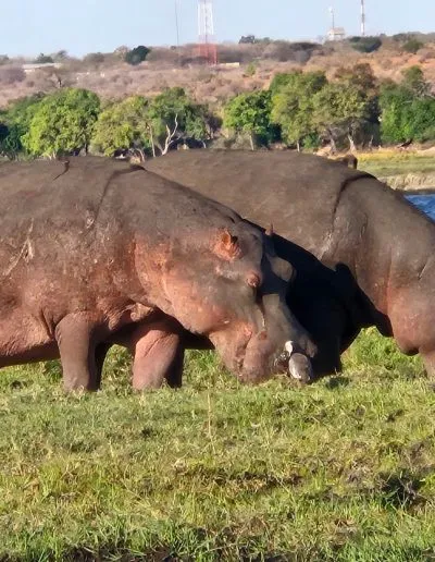 Photo of Hippopotami grazing.